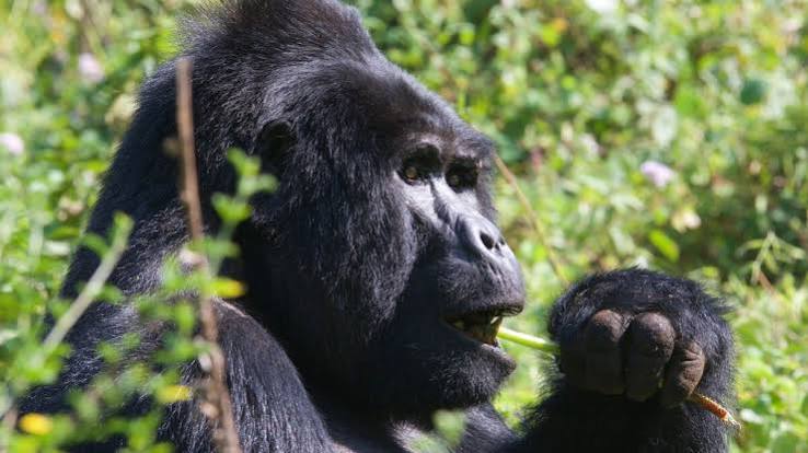 Bwindi Gorilla Trekking Sectors
