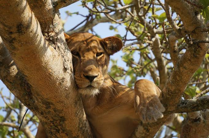 Where to see Lions in Uganda