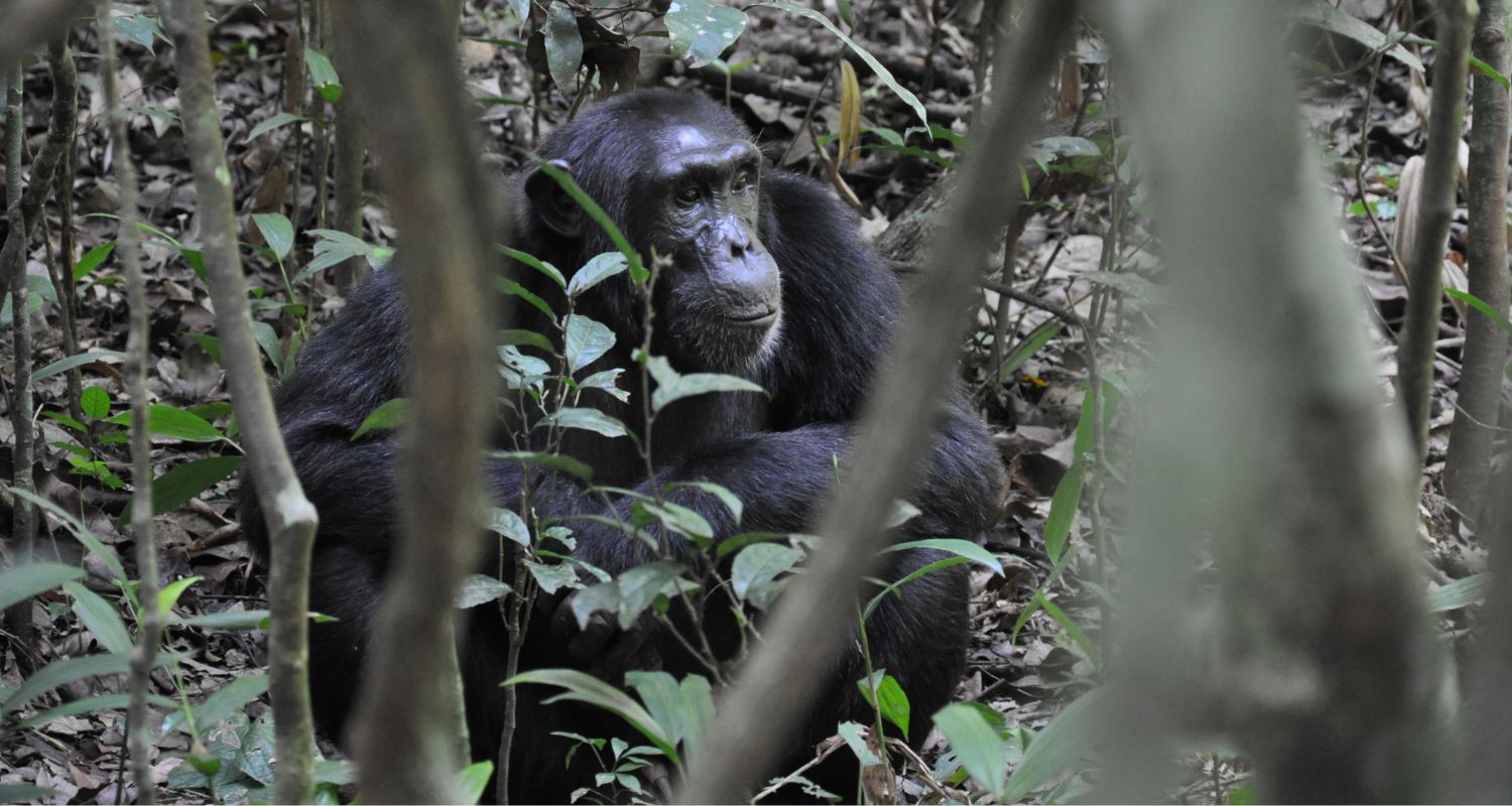 5 Day Uganda Primate Safari