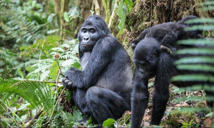 5 Day Uganda Primate Safari