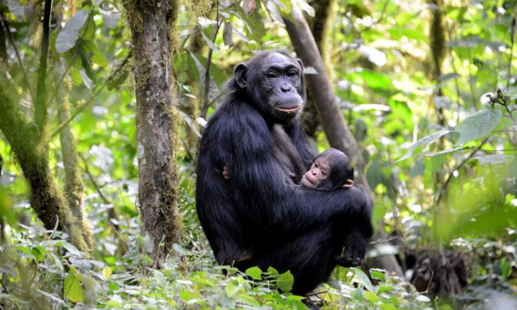 5 Day Uganda Primate Safari