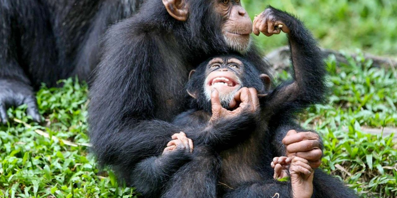 5 Day Uganda Primate Safari