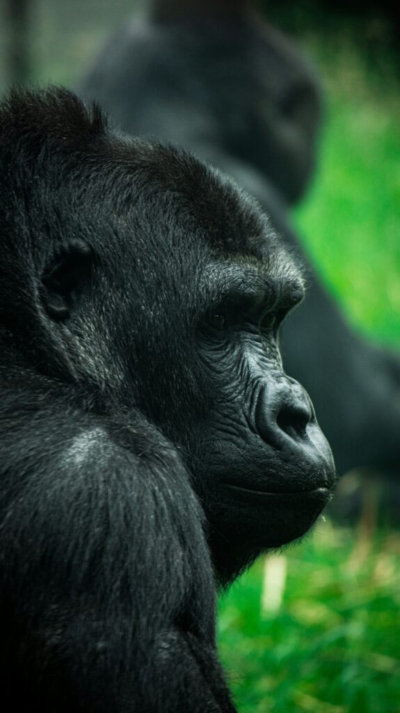 Gorilla Conservation Partnership