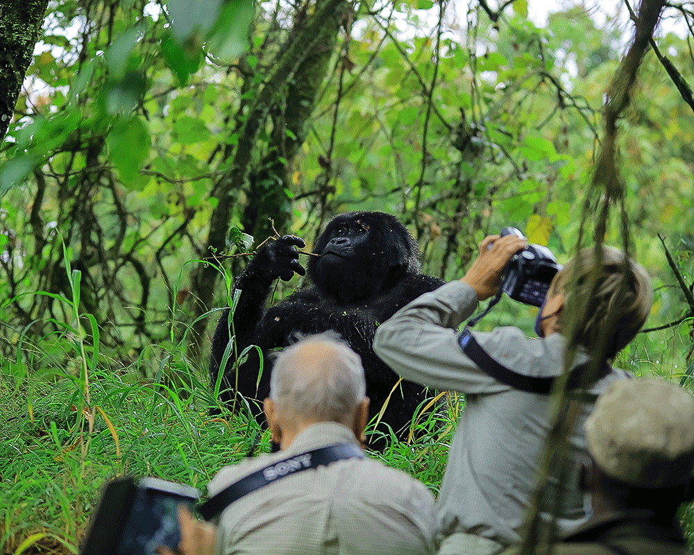 Gorilla Conservation in Uganda