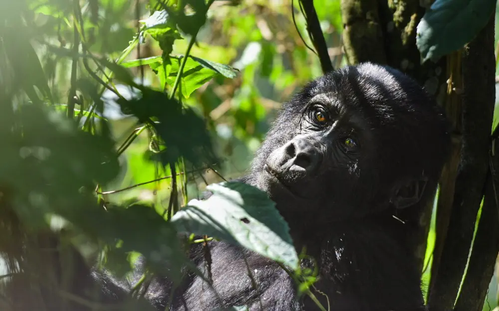 Erebero Hills: Luxury Gorilla Lodge in Bwindi, Uganda