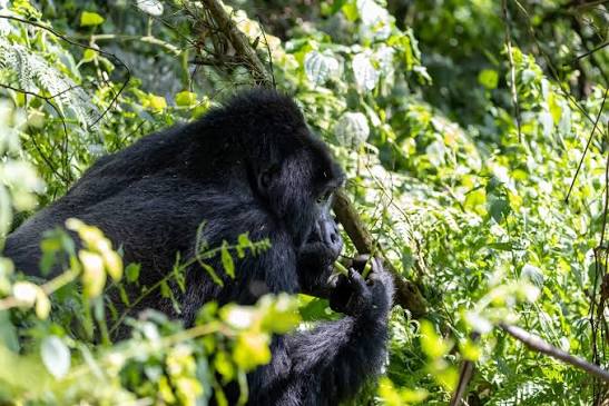 Mountain Gorilla in Bwindi Impenetrable National Park