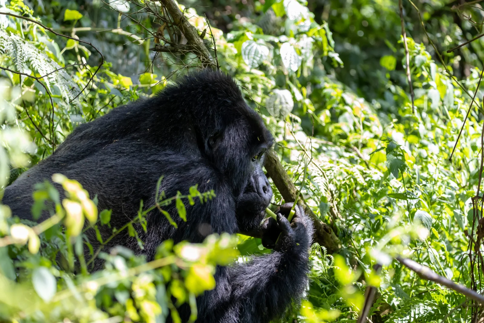 Gorilla Conservation in Uganda