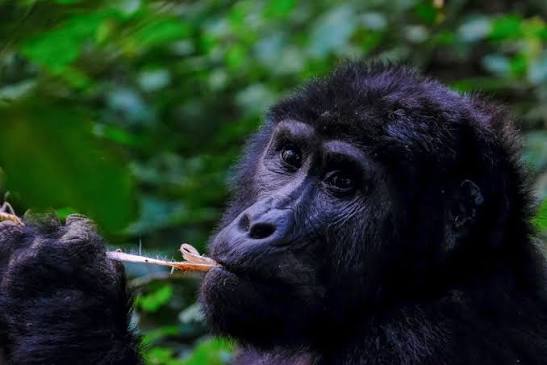 Gorilla Conservation in Uganda