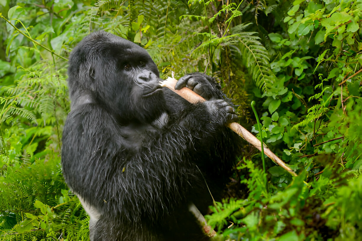 Gorilla Trekking Permits: Uganda, Rwanda & Congo