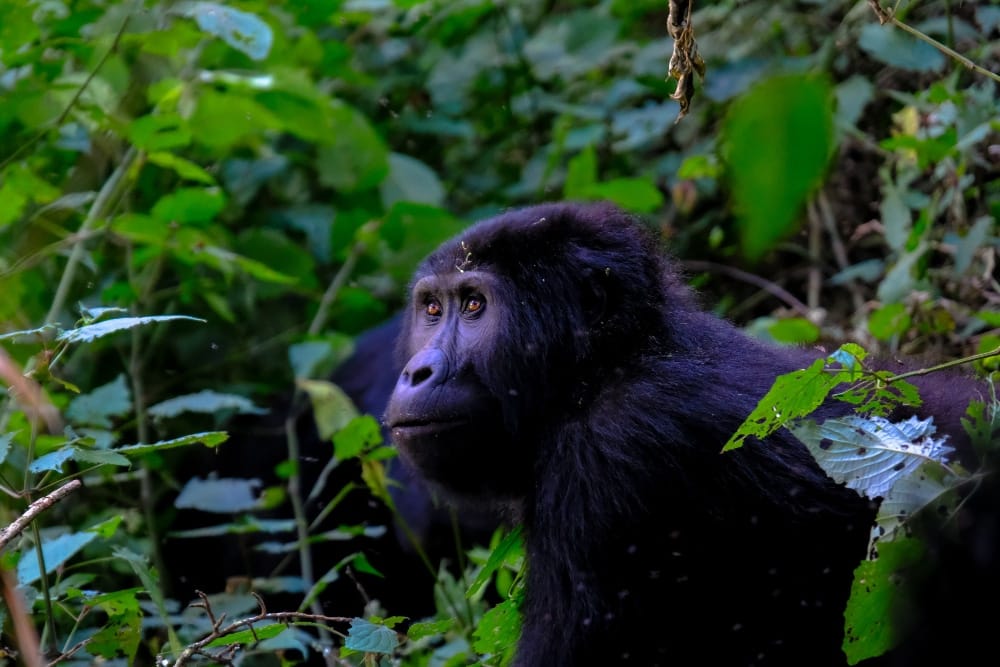 Gorilla Trekking post the Marathon