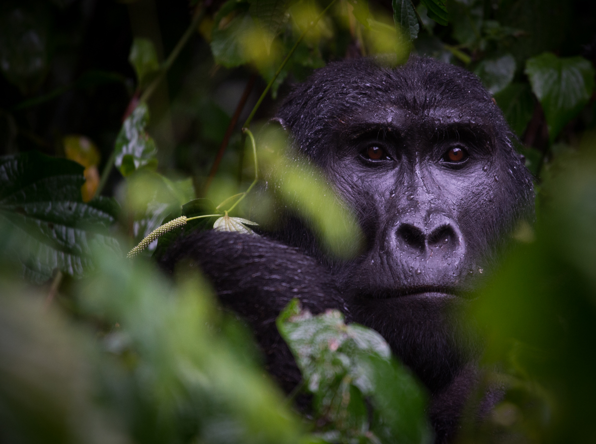 Gorilla Conservation Partnership