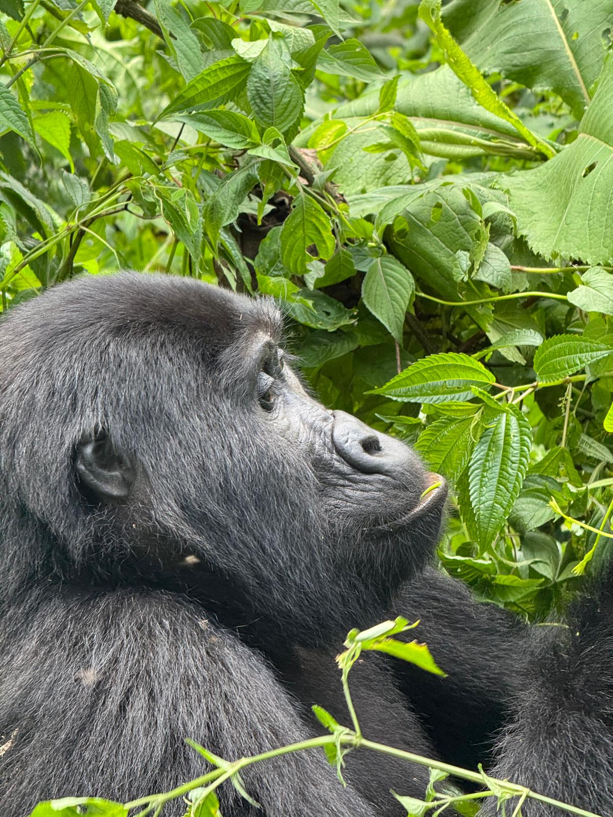 Gorilla Permits in Uganda, Rwanda & Congo