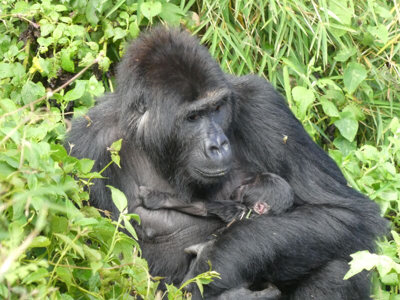 Lulingu Gorilla with her baby gorilla