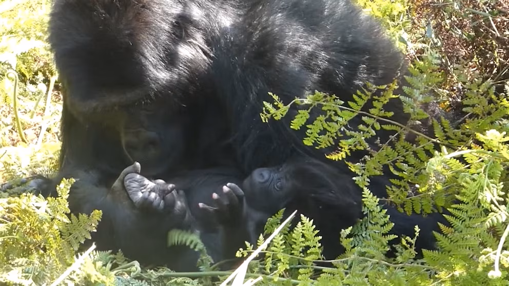 Lulingu Gorilla: Orphaned & Rescued gives birth in the wild