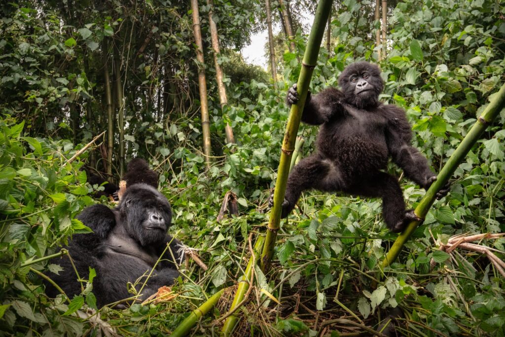 Virunga Gorilla Marathon 2026