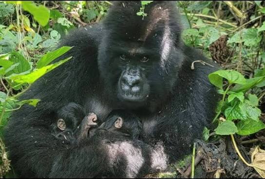 Lulingu Gorilla: Rescued Orphan Gives Birth in the Wild