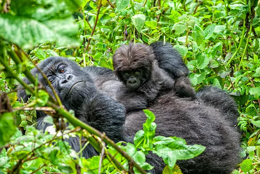 Lulingu Gorilla