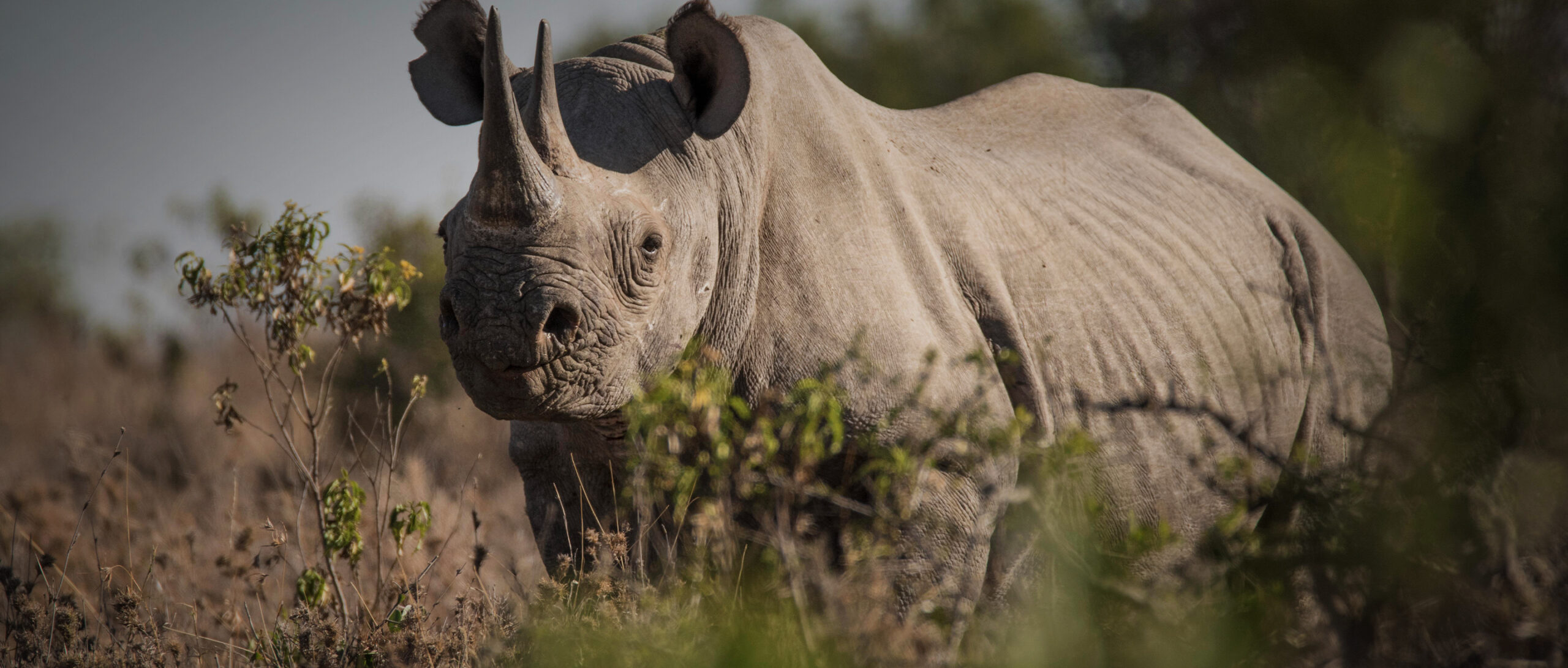 Rhinos Return to Kidepo
