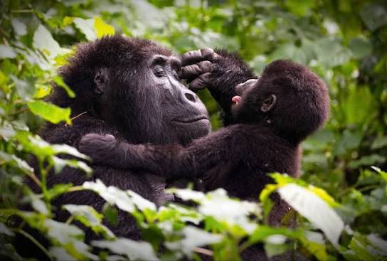 Mountain Gorillas in Bwindi Impenetrable National Park