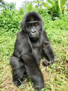 Young Lulingu at Grace Sanctuary after her rescue