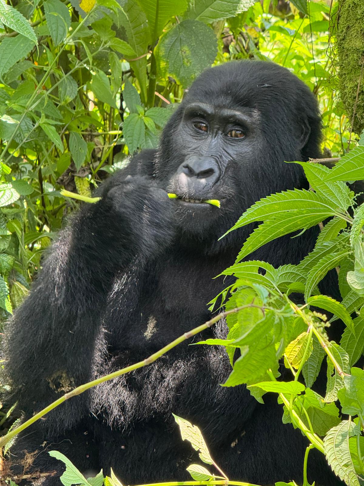 Gorilla Permits in Uganda, Rwanda & Congo