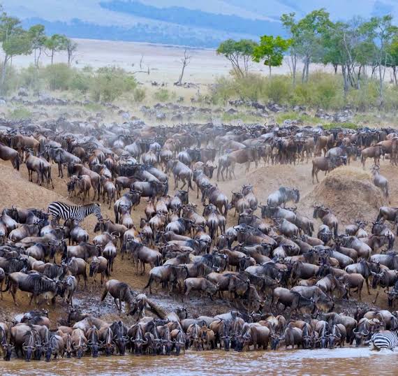 AFCON 2027-wildebeest migration -Kenya