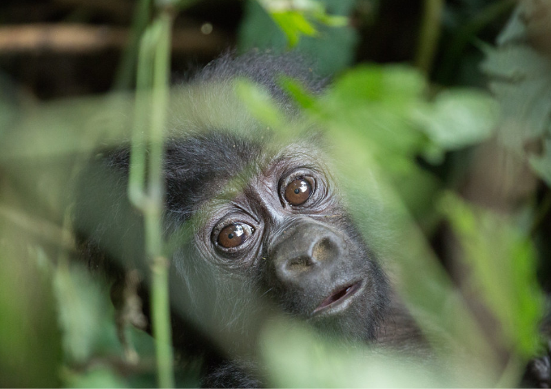Gorilla trekking in Uganda
