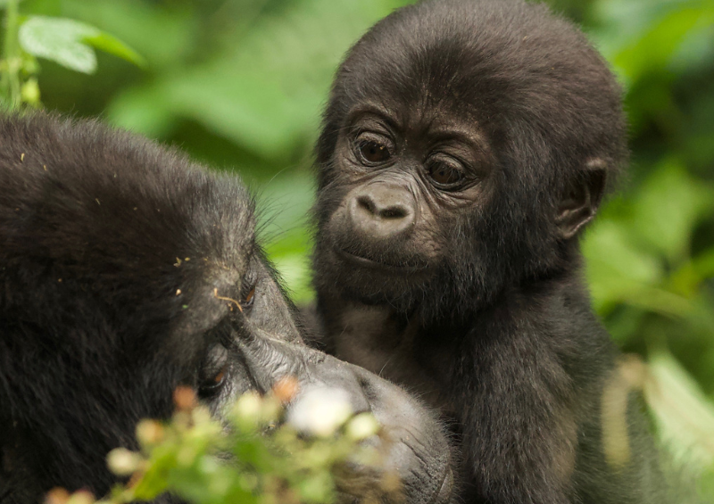 Gorilla trekking in Uganda